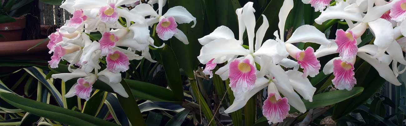 Orchids at Funeral Homes, Rhode Island  c 2017 Kevin Keough Photography
