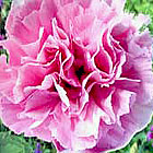 photo of flowers for Barbara Ann Heaton